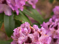 New Jersey Botanical Gardens